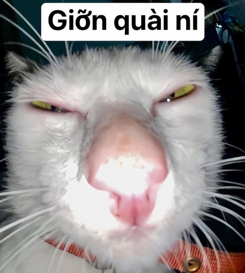 Ảnh chế meme mèo bựa