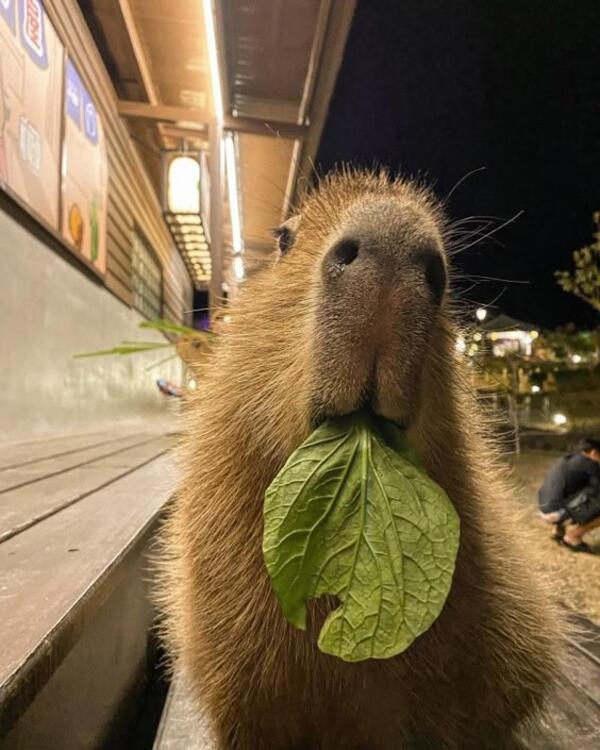 Ảnh capybara meme ăn lá cây