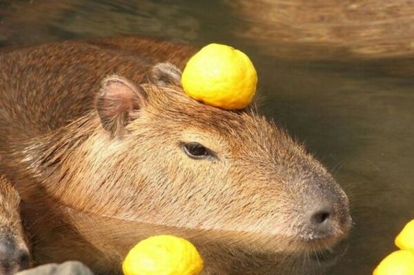 Ảnh capybara meme buồn bã