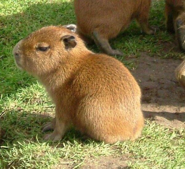 Ảnh capybara meme buồn ngủ