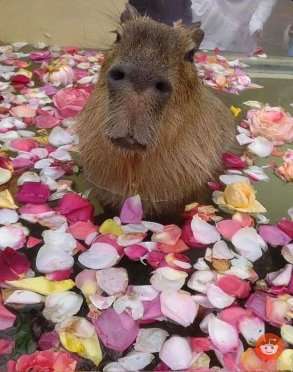 Ảnh capybara meme chill