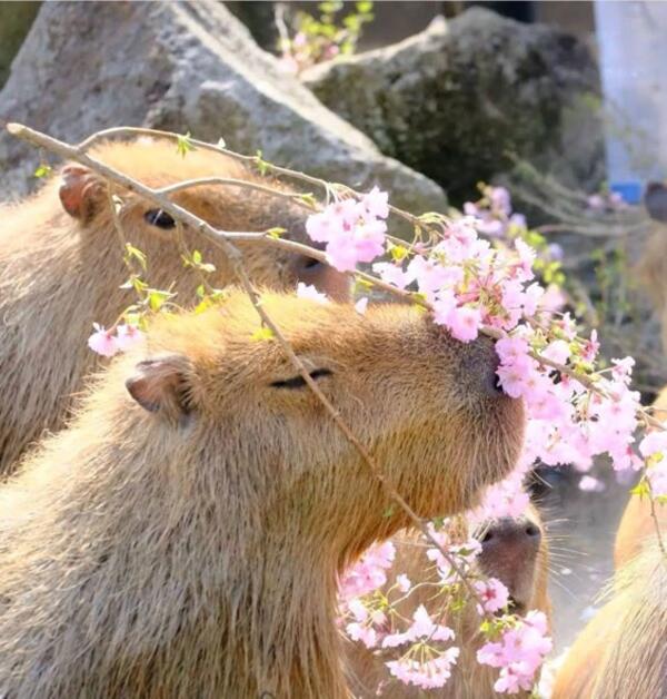 Ảnh capybara meme chơi đùa