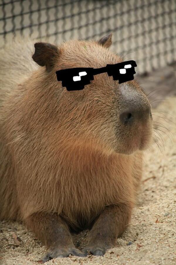 Ảnh capybara meme ngầu lòi