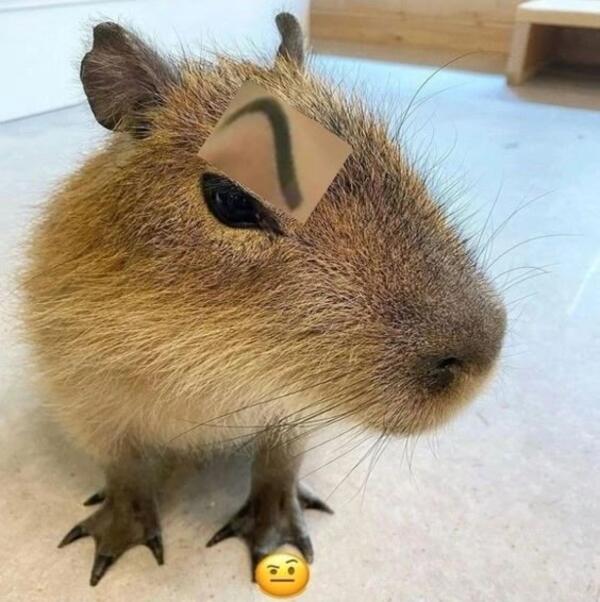 Ảnh capybara meme ngờ nghệch