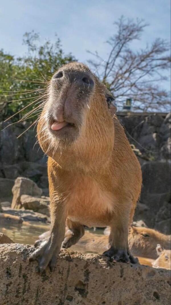 Ảnh capybara meme thè lưỡi