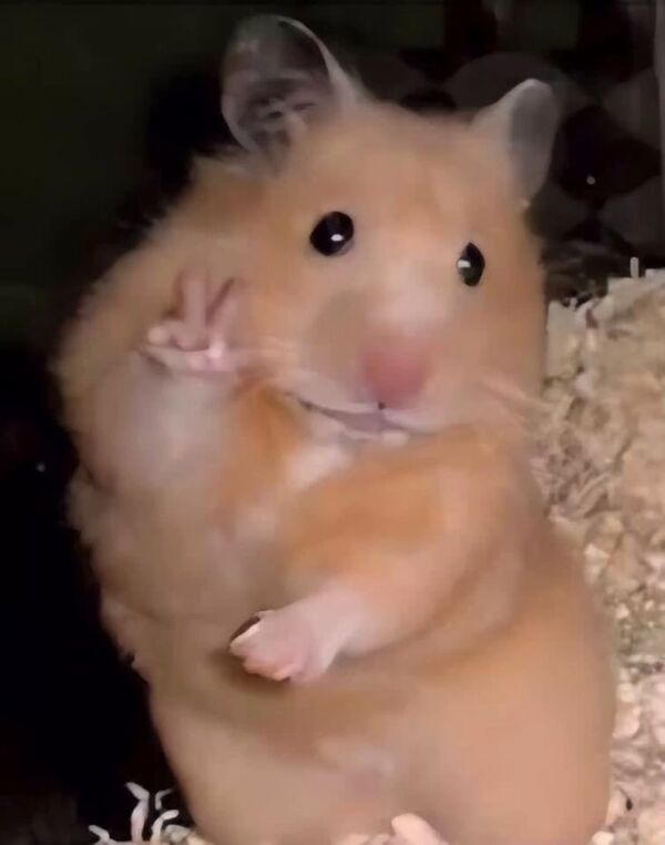 Ảnh chuột hamster meme