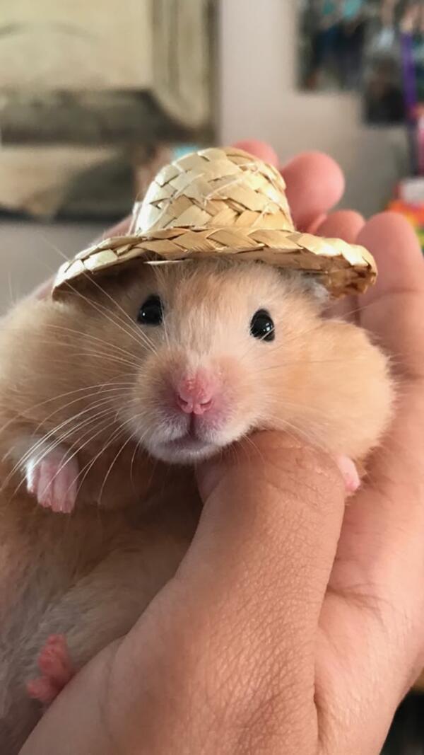 Ảnh hamster meme đội mũ