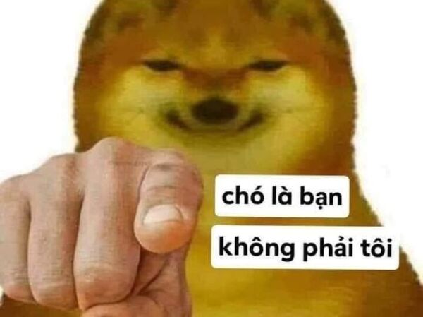 Ảnh meme bựa chó