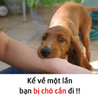 Ảnh meme chó cắn dễ thương