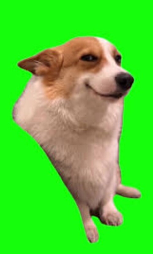 Ảnh meme chó corgi cười