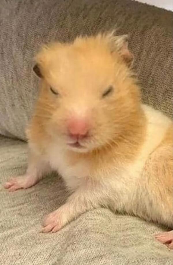 Ảnh meme chú chuột hamster buồn ngủ