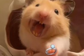 99+ ảnh hamster meme ngộ nghĩnh, giúp xua tan căng thẳng