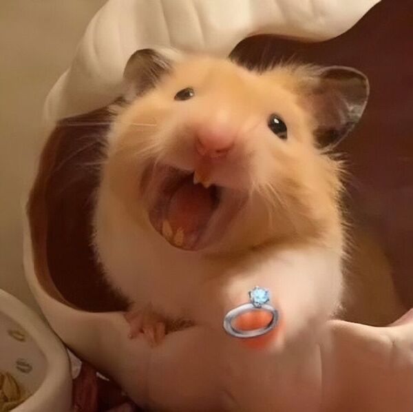 Ảnh meme chuột hamster cầm nhẫn