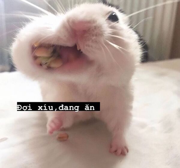 Ảnh meme chuột hamster dễ thương