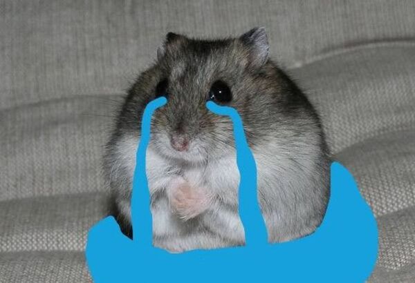 Ảnh meme chuột hamster khóc