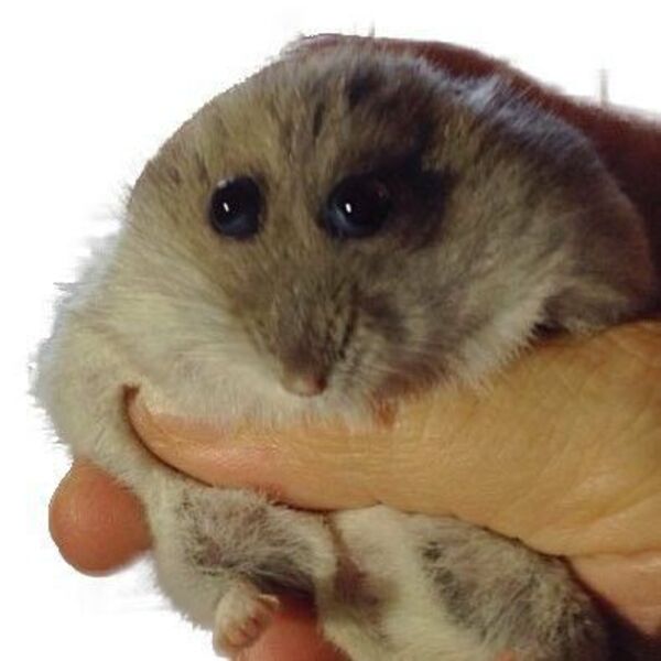 Ảnh meme chuột hamster mắt to