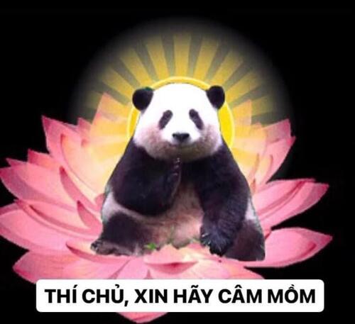 Ảnh meme gấu trúc cực bá đạo