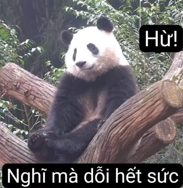 Ảnh meme gấu trúc dỗi ngồi 1 mình