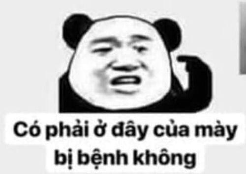 Ảnh meme gấu trúc troll đỉnh cao