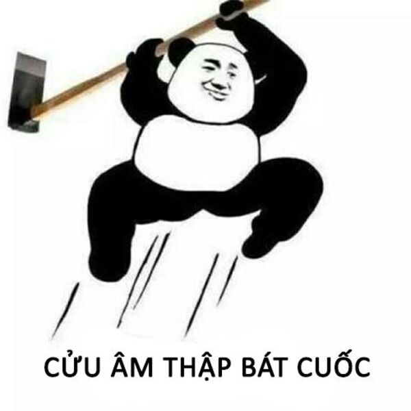 Ảnh meme gấu trúc tức giận