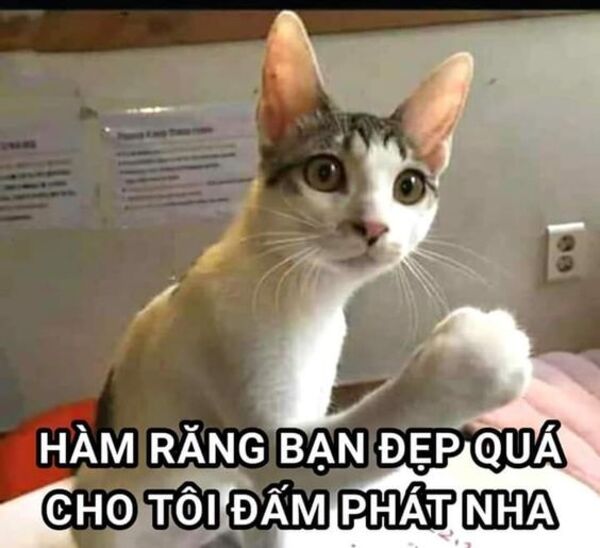 Ảnh meme mèo bựa