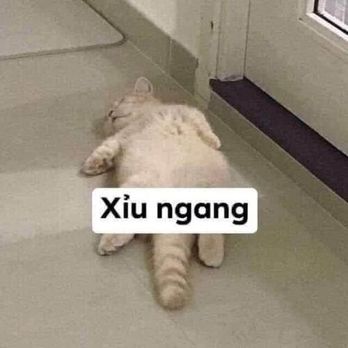 Ảnh meme mèo cũng bất lực