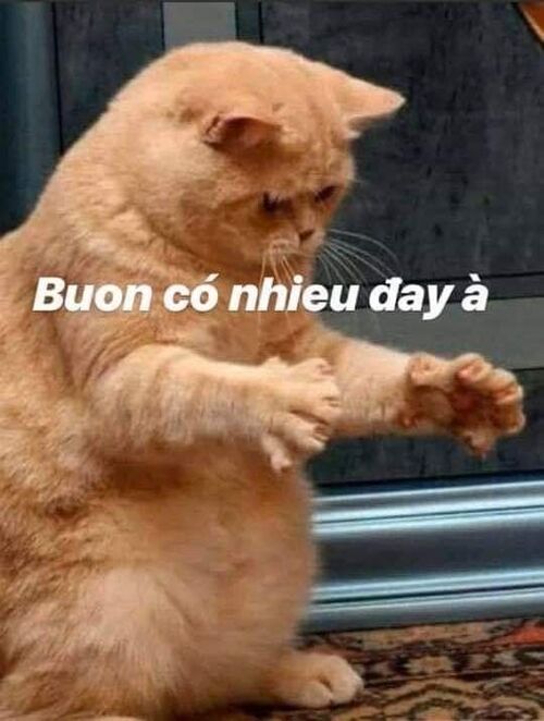 Ảnh meme mèo dỗi có chữ