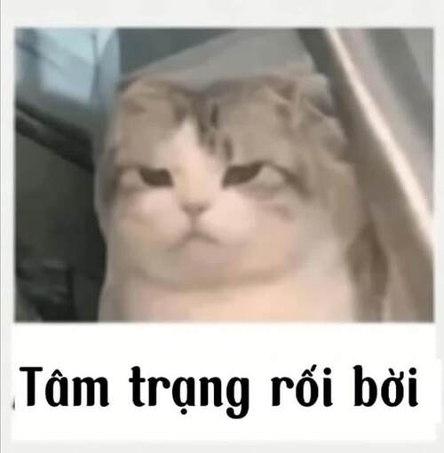 Ảnh meme mèo dỗi do bị chủ mắng