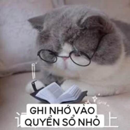 Ảnh meme mèo dỗi ghi vào sổ