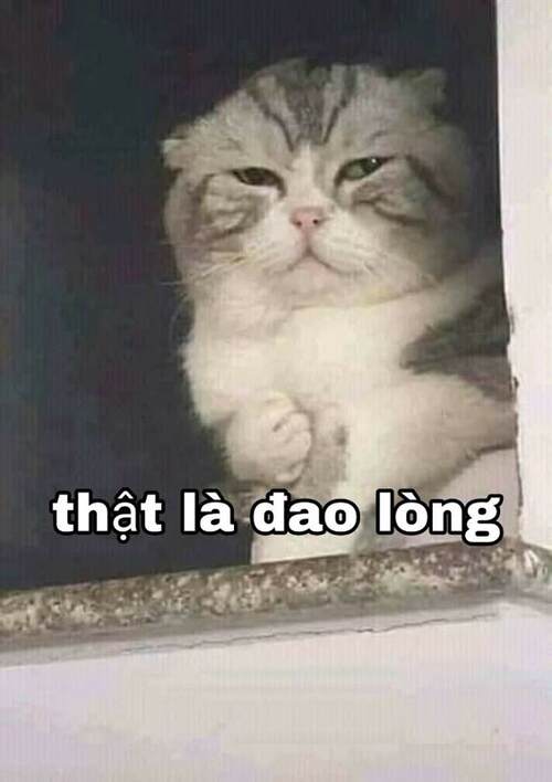 Ảnh meme mèo dỗi vì không được cho ăn