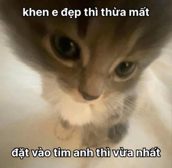 Ảnh meme mèo thả thính cực dễ thương