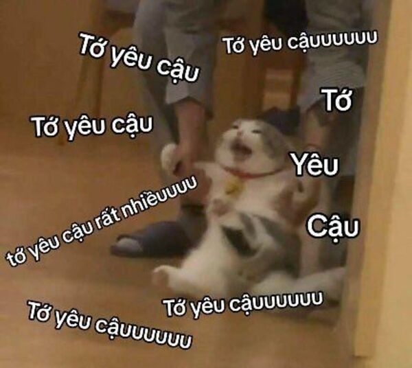 Ảnh meme mèo thả thính cực ngọt và cuốn hút