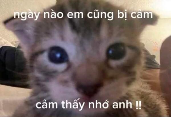 Ảnh meme mèo thả thính đáng yêu khó cưỡng