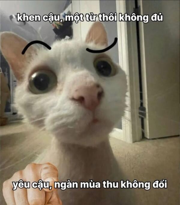 Ảnh meme mèo thả thính đầy vẻ quyến rũ