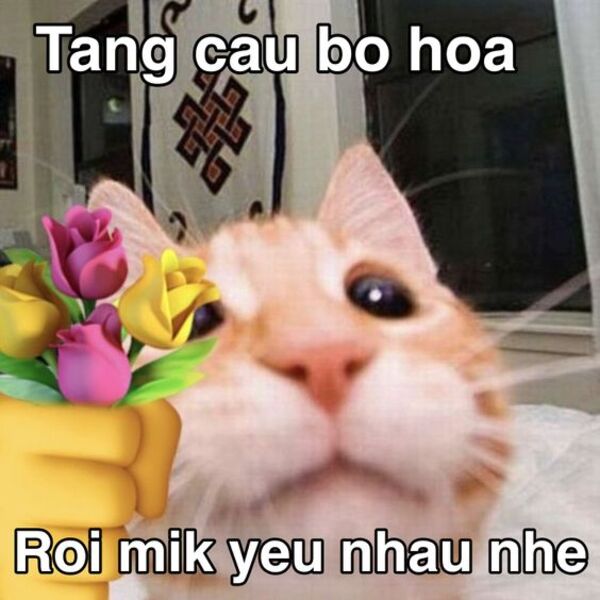 Ảnh meme mèo thả thính khiến ai cũng rung rinh