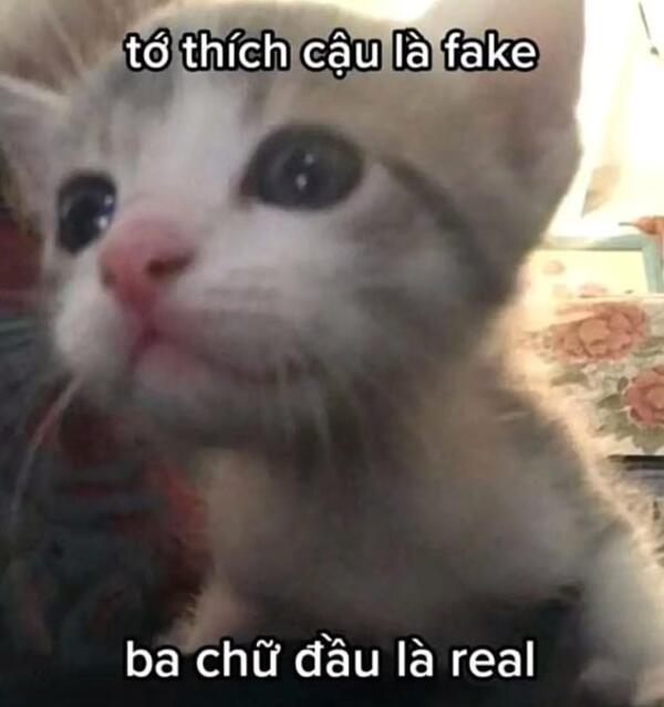 Ảnh meme mèo thả thính khiến ai cũng tan chảy