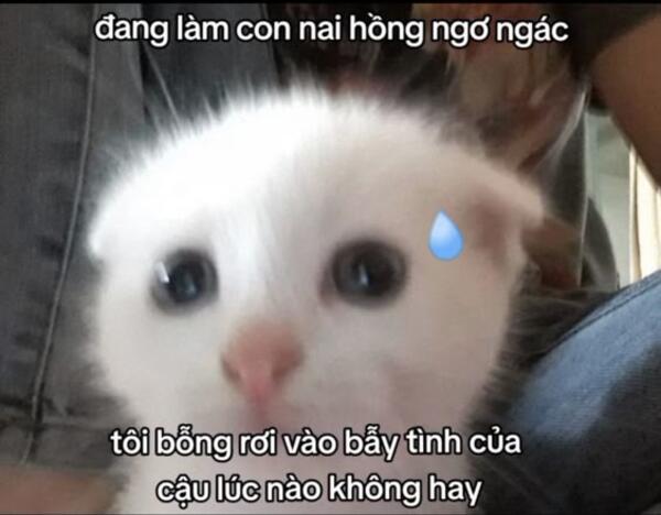 Ảnh meme mèo thả thính làm ai cũng phải đổ