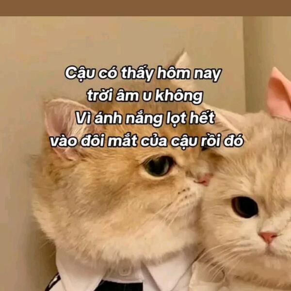 Ảnh meme mèo thả thính nhìn phát là say