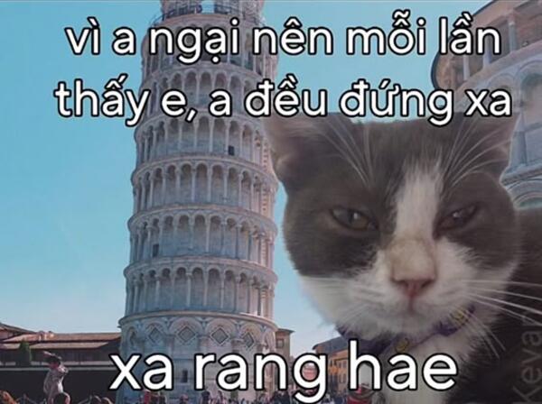 Ảnh meme mèo thả thính như đang gây thương nhớ