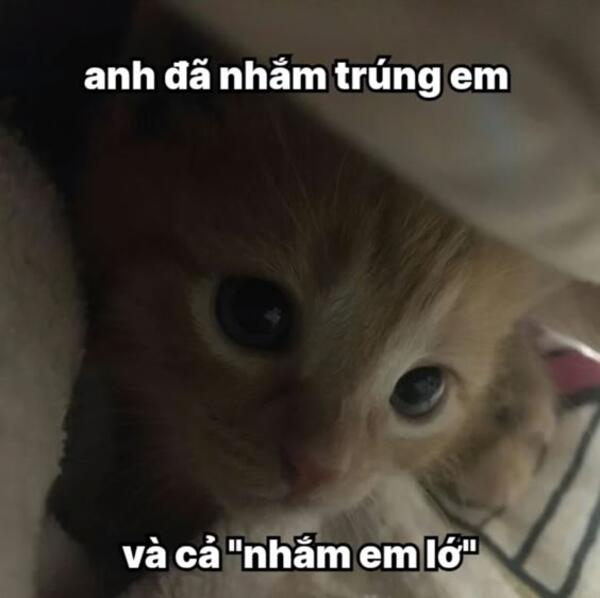 Ảnh meme mèo thả thính siêu đáng yêu