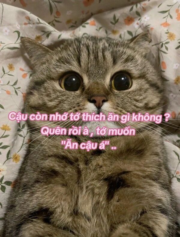 Ảnh meme mèo thả thính và biểu cảm đáng yêu