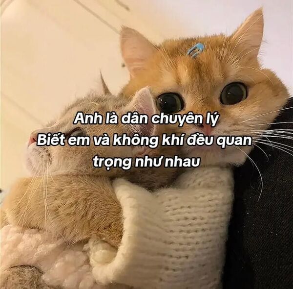 Ảnh meme mèo thả thính và cái nhìn đốn tim