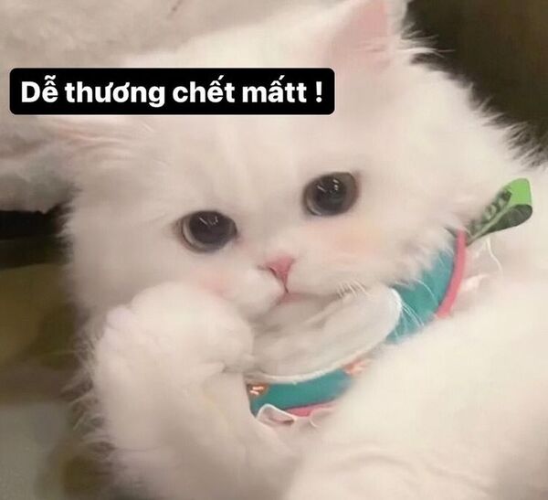 Ảnh meme mèo thả thính với đôi mắt to tròn