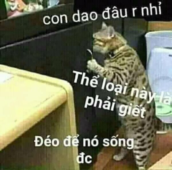 Ảnh mèo meme bựa cute