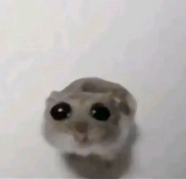 Ảnh sad hamster meme