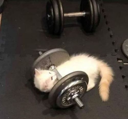 Hình ảnh meme mèo tập gym