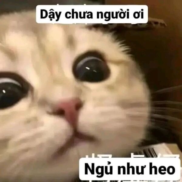 Hình mèo meme bựa