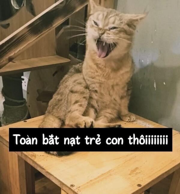 Meme mèo giận dữ sẵn sàng tấn công