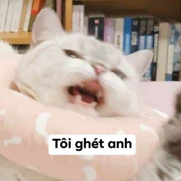 Meme mèo giận dữ trông rất đáng sợ