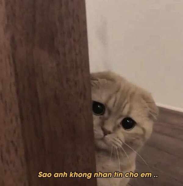 Tức giận ảnh meme dỗi mèo cute